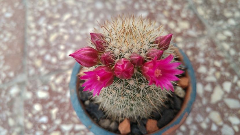 Mammillaria centraliplumosa - Cactusi si Suculente