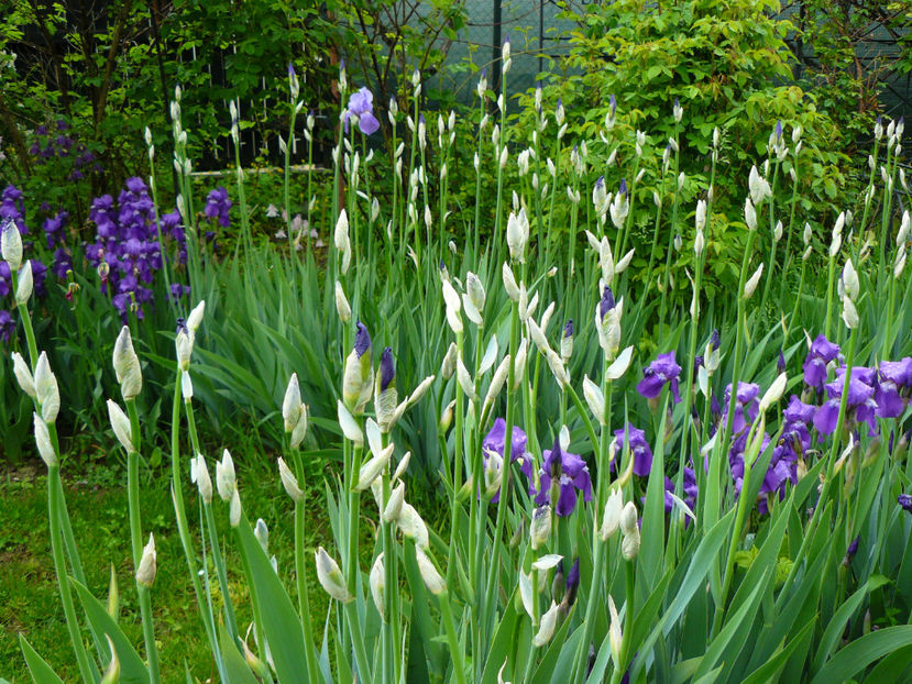 Irisii Germanicus Florentin se pregatesc de inflorire ! - 2017 Mai_Idilic Garden