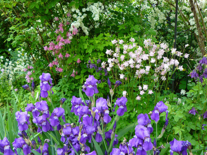 Irisi Intermediata si Caldaruse ...autohtone - 2017 Mai_Idilic Garden