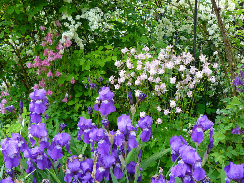 Irisi Intermediata si Caldaruse - 2017 Mai_Idilic Garden