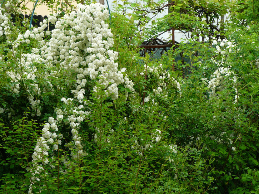 Spireea Vanhutei in lupta pentru lumina - 2017 Mai_Idilic Garden