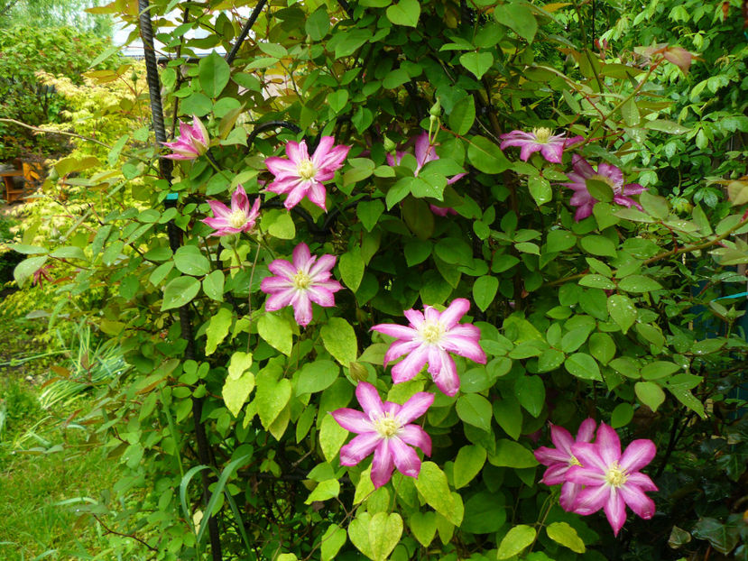 Asao - 2017 Mai_Gradina