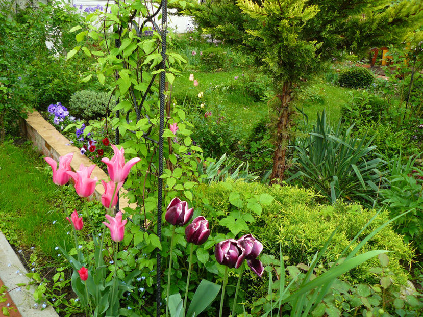 Mariette si Fointenbleau - 2017 Mai_Gradina