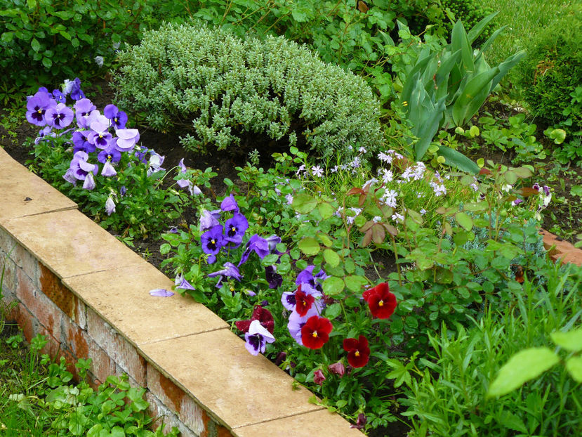 Terasa South - 2017 Mai_Gradina