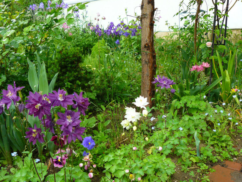 Caldarusele Sanflorei - 2017 Mai_Gradina