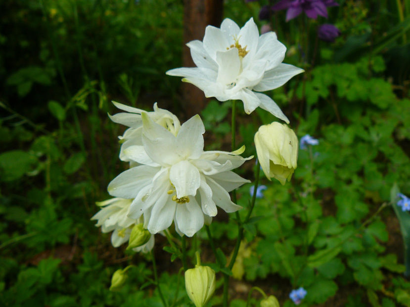 Sanflora White - 2017 Mai_Gradina