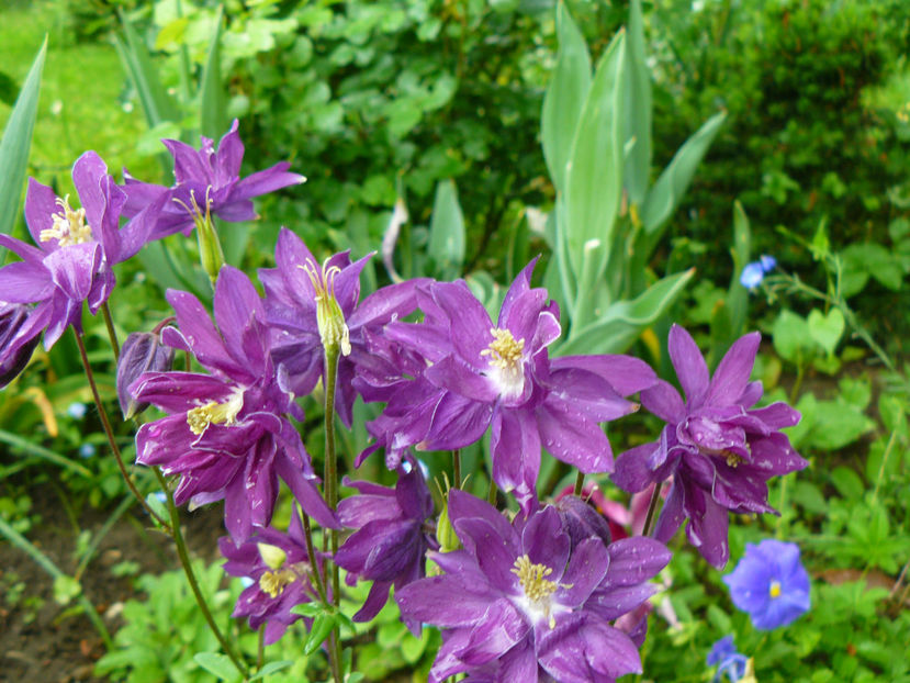 Sanflora Violet - 2017 Mai_Gradina