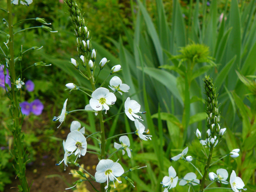 Veronica Gentianoides ! - 2017 Mai_Idilic Garden