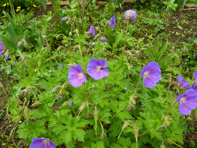 Geranium Himalayensys - 2017 Mai_Idilic Garden