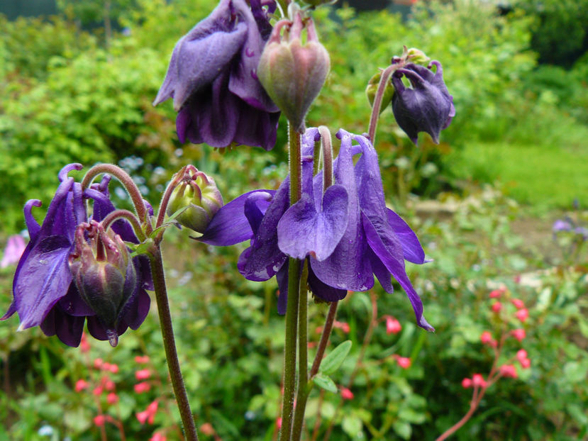 Aquilegia Indigo - 2017 Mai_Idilic Garden