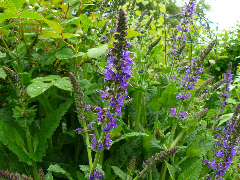 Salvia MyNacht - 2017 Mai_Idilic Garden