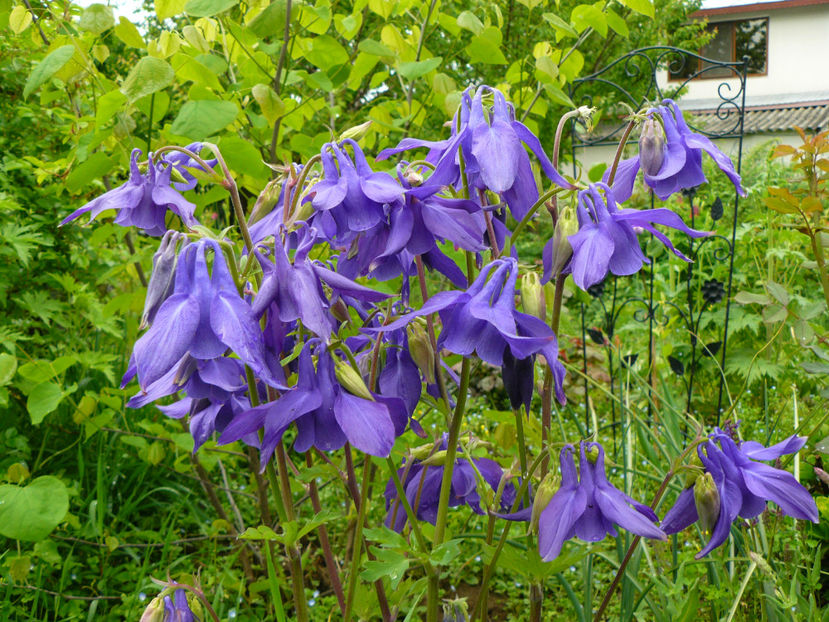 Aquilegia McKana hibrid - 2017 Mai_Idilic Garden