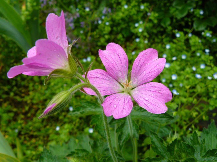 Geranium Sanguineum - 2017 Mai_Idilic Garden