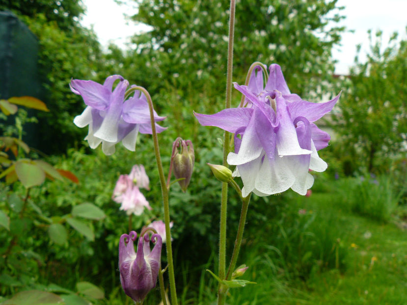 White and Lilac - 2017 Mai_Idilic Garden