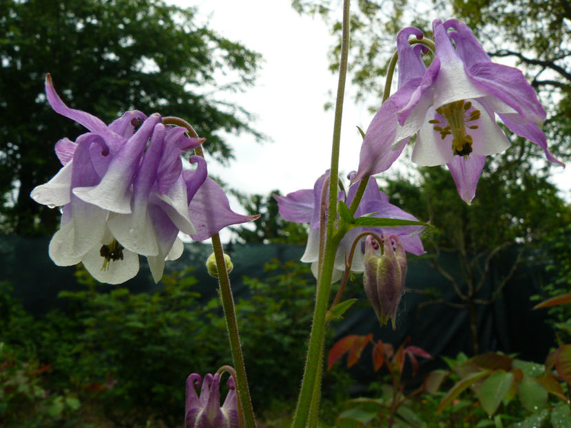 White and Lilac - 2017 Mai_Idilic Garden
