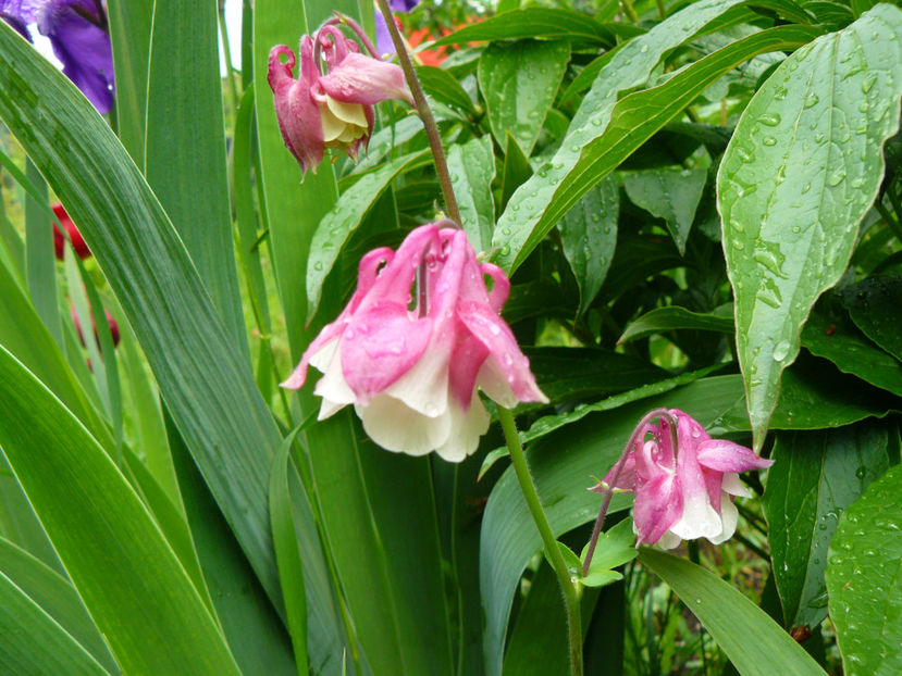 White and Cyclam - 2017 Mai_Idilic Garden