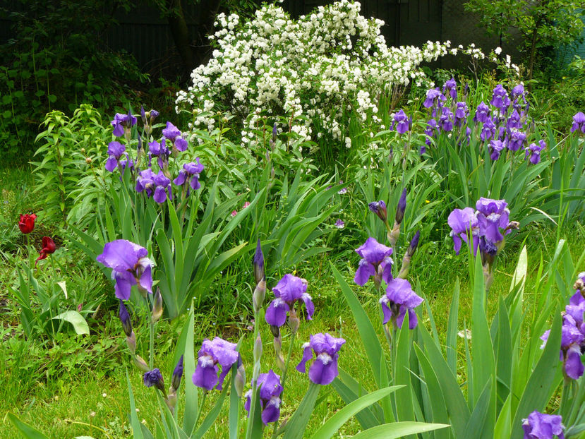 Contemplation Hill - 2017 Mai_Idilic Garden