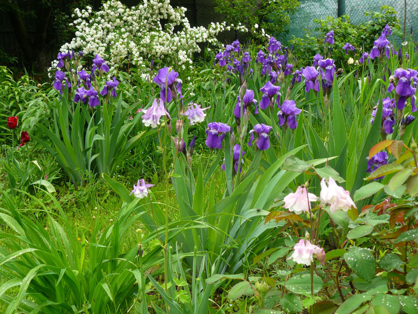 Aleea Contemplarii - 2017 Mai_Idilic Garden