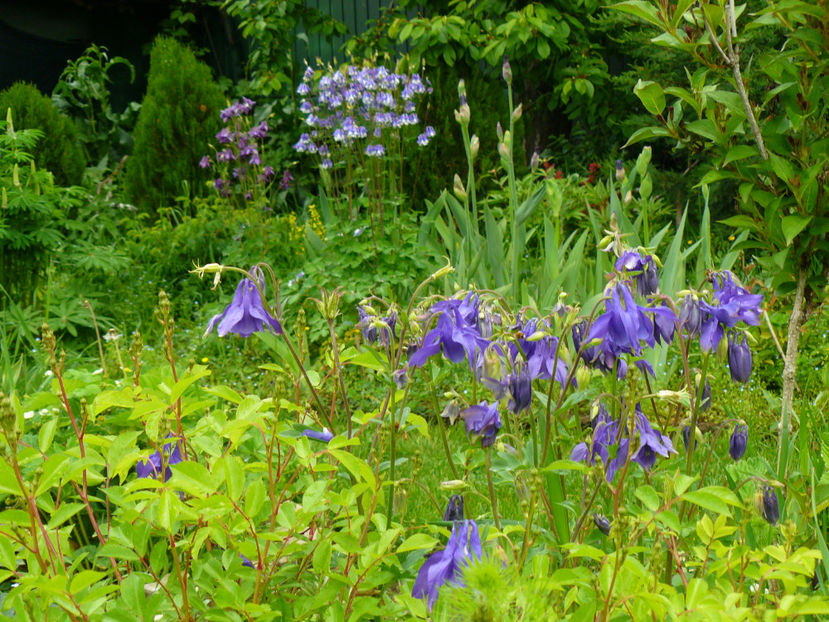 Caldarusa Mckana Hibrid - 2017 Mai_Idilic Garden