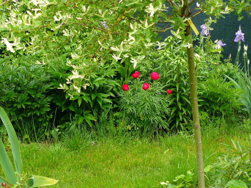 Salcia Hakuro Nishiki si Early Scout peony - 2017 Mai_Idilic Garden