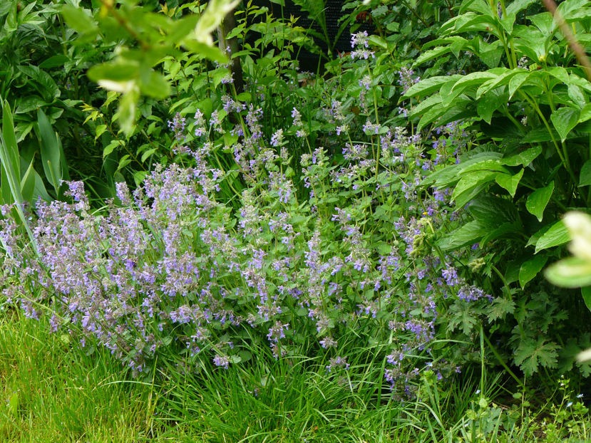 Nepeta - 2017 Mai_Idilic Garden