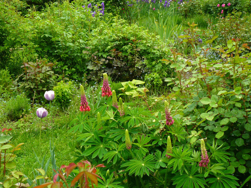 Lupin Lidl - 2017 Mai_Idilic Garden