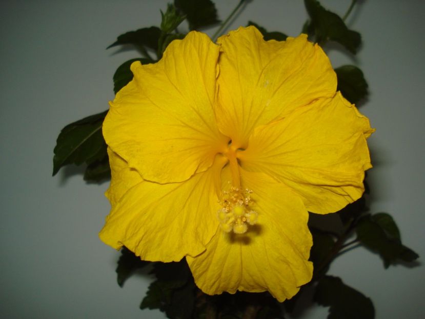  - Hibiscus Senegal