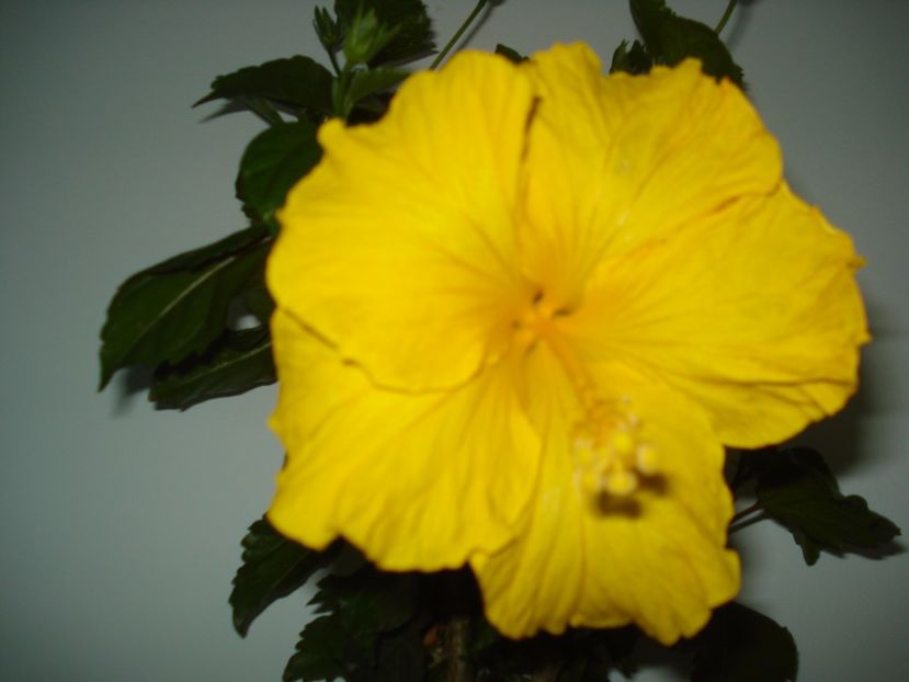  - Hibiscus Senegal