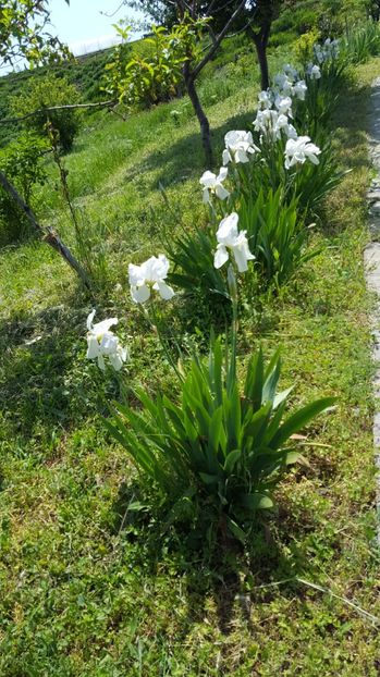 Stanjenei albi - Irisi - 2017 in gradinita de peste drum