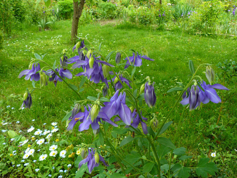 Mc Kana hibrid - 2017 Mai_Idilic Garden