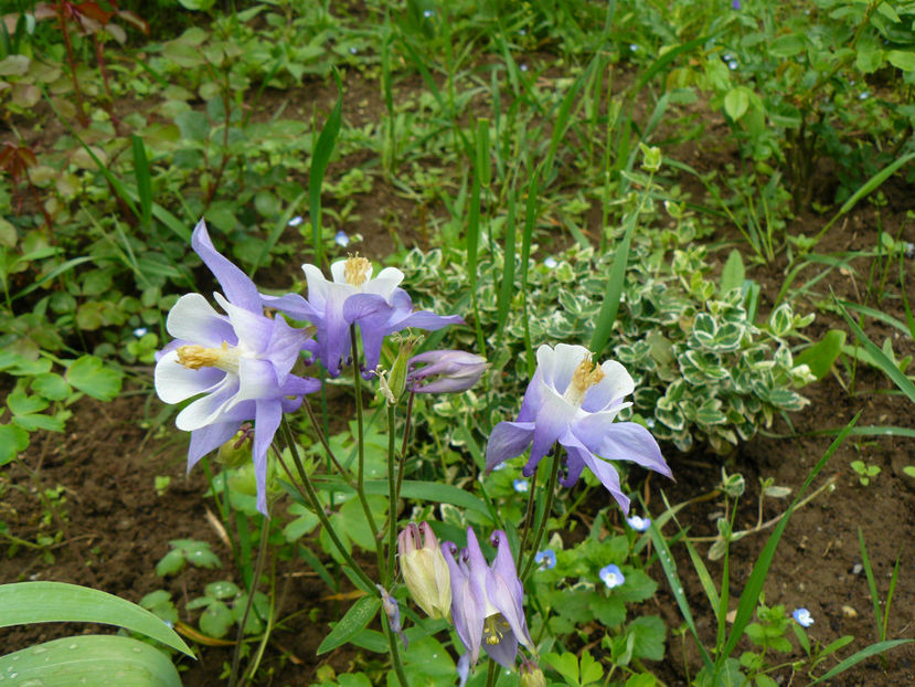 Aquilegia Up Blue and White - 2017 Mai_Idilic Garden