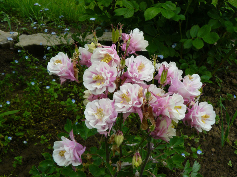 Aquilegia Winky Rose white plantshop 2016 - 2017 Mai_Idilic Garden