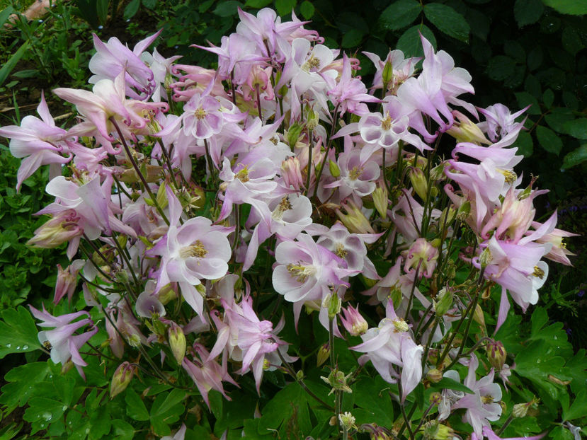 Aquilegia Biedermaier Plantshop - 2017 Mai_Idilic Garden