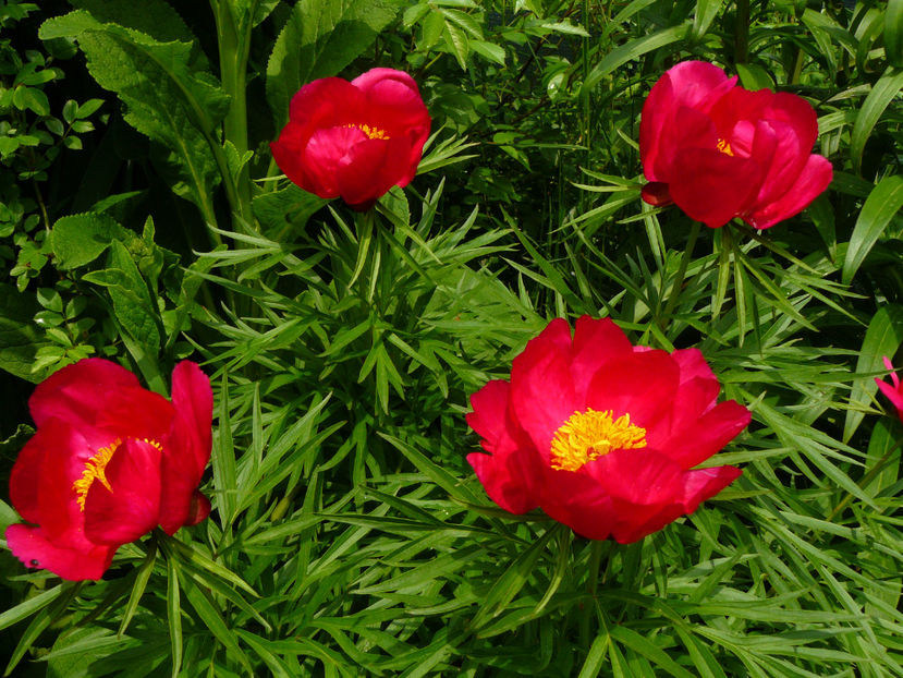 Early Scout - 2017 Mai_Idilic Garden