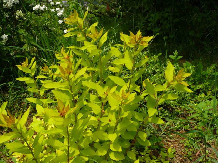 Spireea Gold - 2017 Mai_Idilic Garden