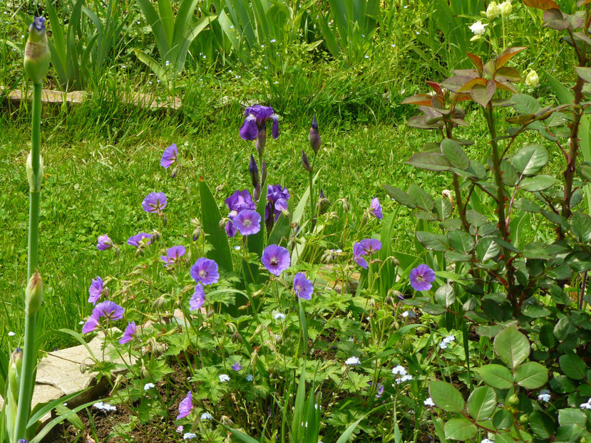Geranium Himalayensis - 2017 Mai_Idilic Garden