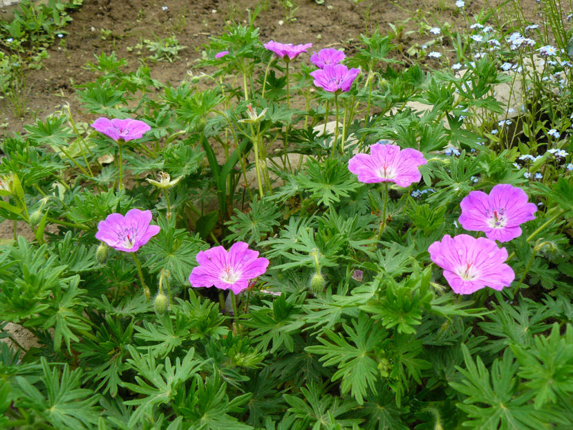 Geranium Vision Pink - 2017 Mai_Idilic Garden