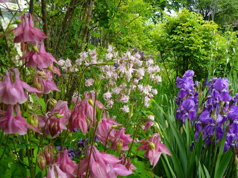 Caldaruse - 2017 Mai_Idilic Garden