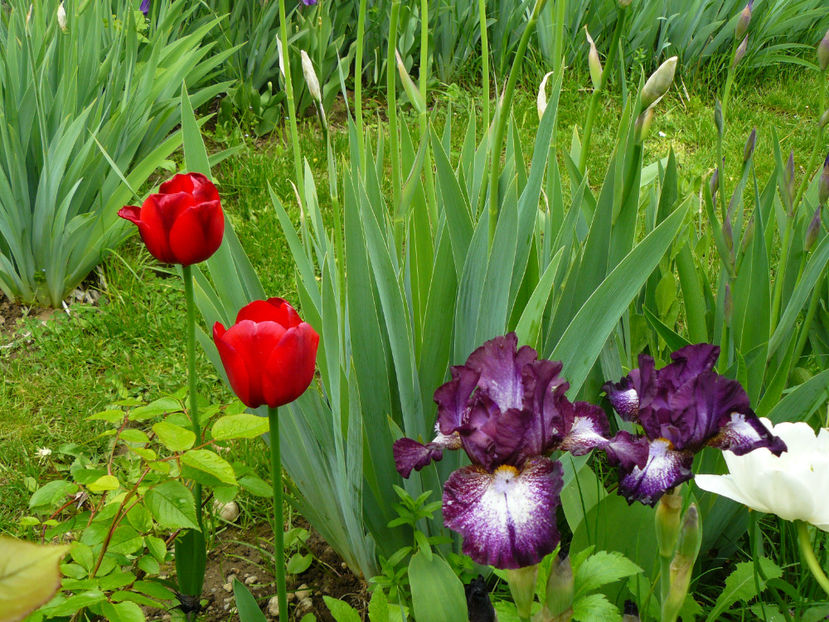 Iris Prince of Burgundy si Ille de France tulip - 2017 Mai_Idilic Garden