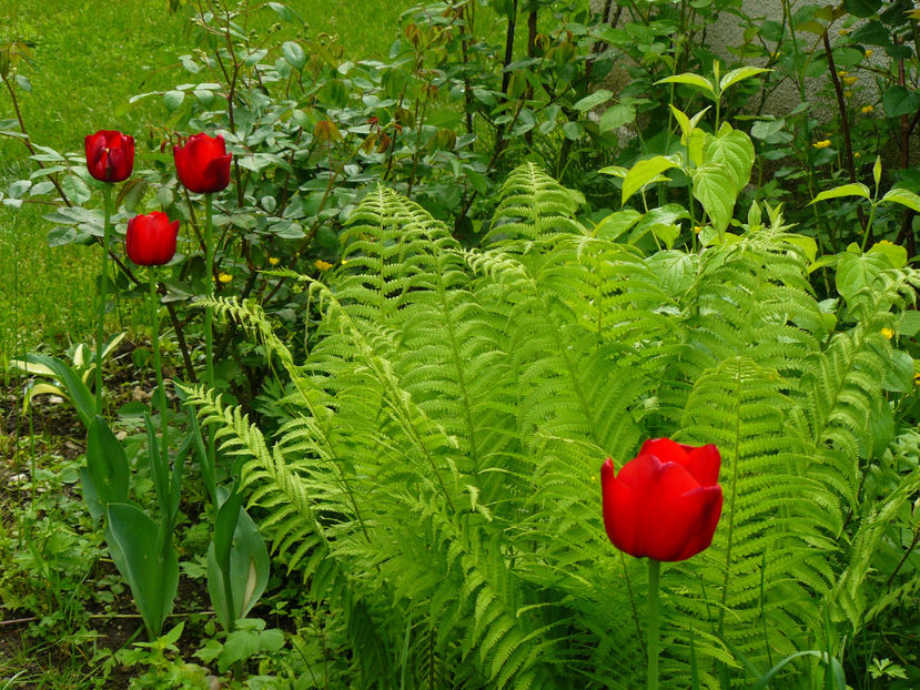 Ferigi si Ille de France tulip - 2017 Mai_Idilic Garden