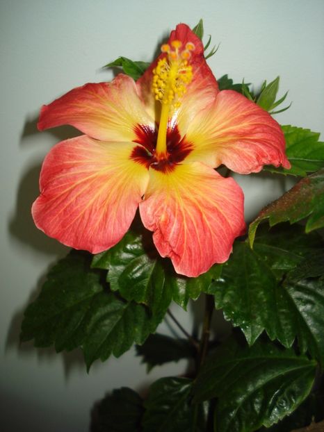  - Hibiscus Alexandra