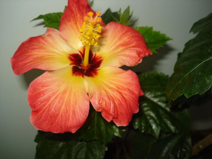  - Hibiscus Alexandra