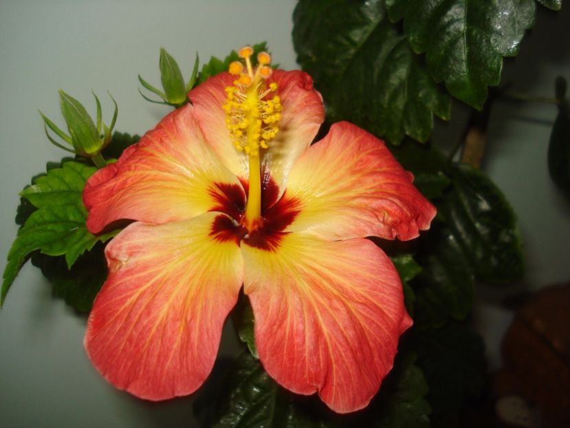  - Hibiscus Alexandra