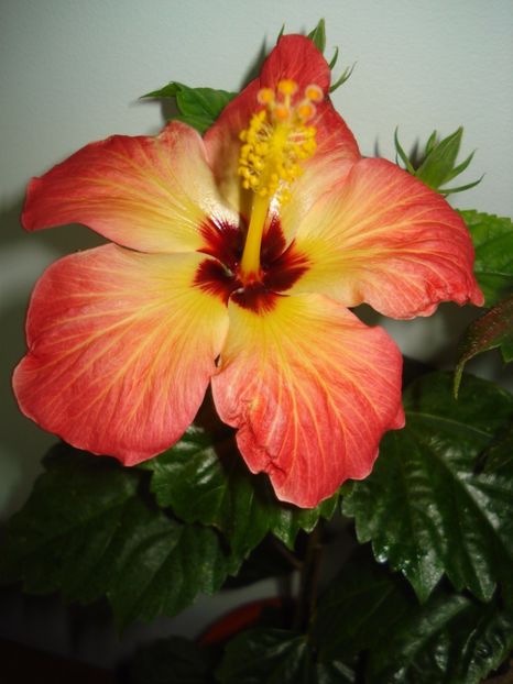  - Hibiscus Alexandra