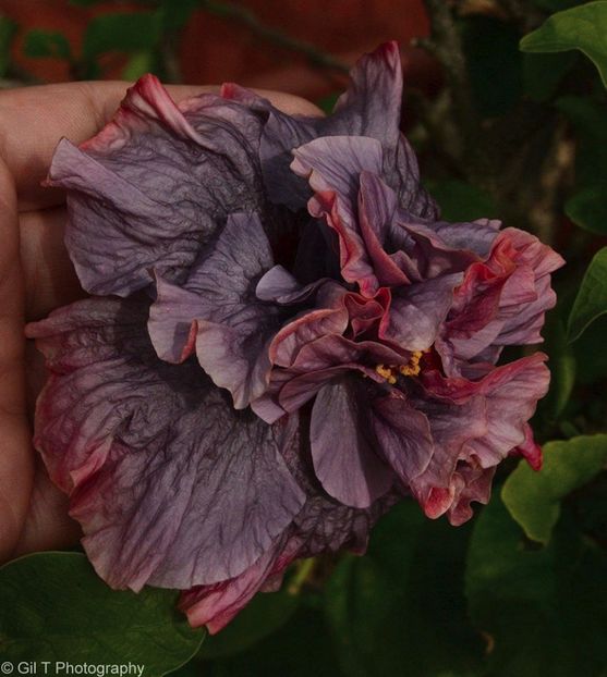 Hibiscus Bayou Rose - Ce-mi doresc