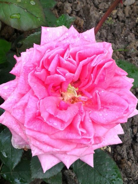 P_20170505_091105_1_p - Pierre Cardin