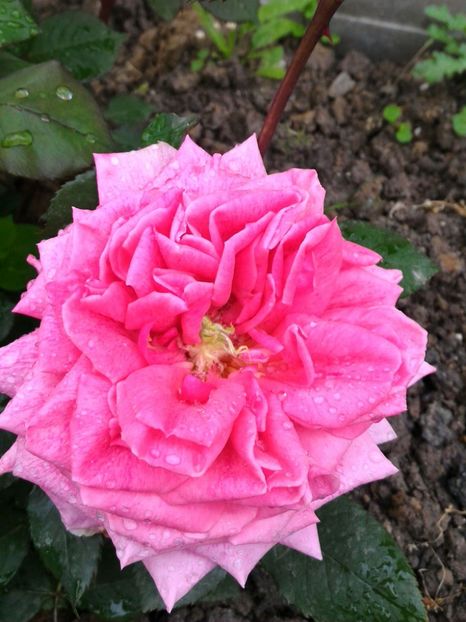 P_20170505_091047_1_p - Pierre Cardin