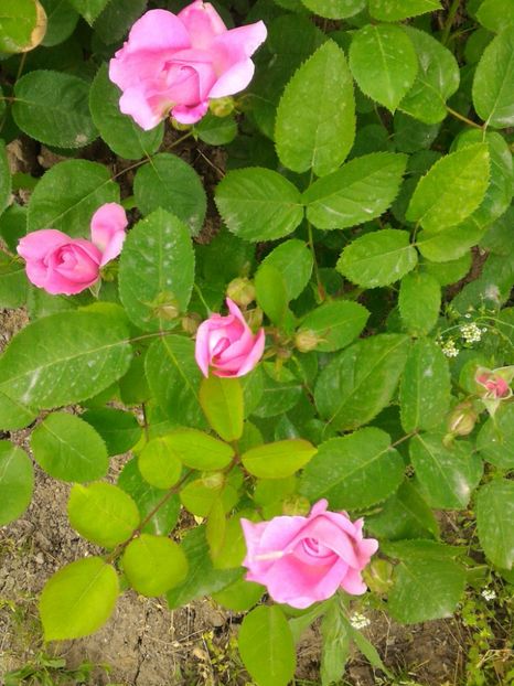 P_20170505_133427_1_p - 2017 Trandafiri