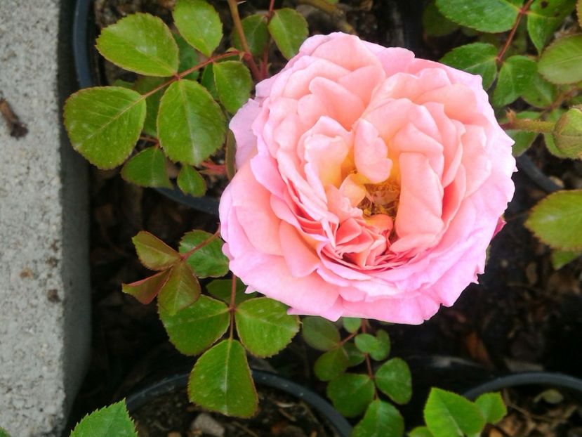 P_20170505_133406_1_p - 2017 Trandafiri