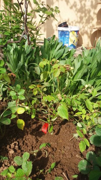 1493990792140-1722520940 - Janet